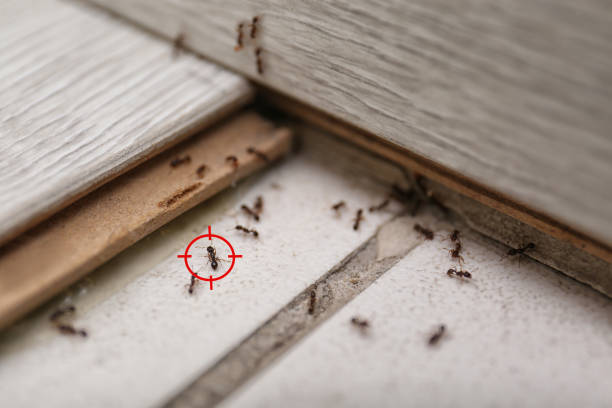 Best Flea Control Services  in Sutton, NE